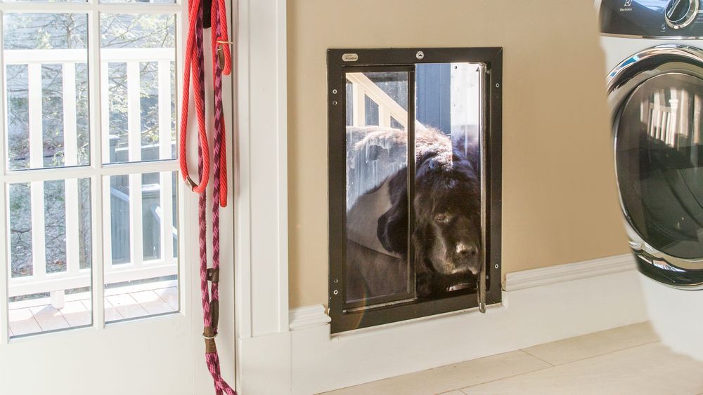 0118_Weekend_Remodel_Dog_Door_TOH_DoggyDoor_FinishedWithDog_4